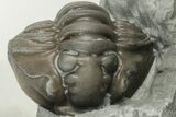 Enrolled Flexicalymene Trilobite In Shale - Mt. Orab, Ohio - #201091-2